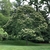Castanea henryi