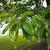 Castanea mollissima