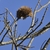 Spiky brown outer husk in Winter protecting nuts