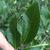 Leaf closeup