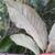 Underside of leaf