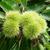 Castanea sativa