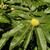 Castanea sativa