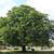 Castanea sativa