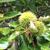 nut, Warren County, NC