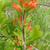 Castilleja coccinea