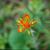 Castilleja coccinea
