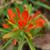 Castilleja coccinea
