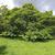 Catalpa bignonioides 