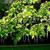Catalpa bignonioides