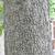 Catalpa speciosa