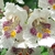 White flowers with purple speckles and a yellow streak in throat