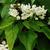 Catalpa speciosa