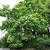 Catalpa speciosa