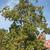 Catalpa bignonioides - seed pods on full tree