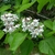 white tubular flowers with purple speckles. Large green leaves.