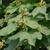 Catalpa ovata