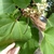 Pale yellow tubular flowers and large leaves.