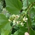 Pale yellow tubular flowers and large leaves.