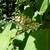 Pale yellow tubular flowers and large leaves.