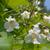 Catalpa speciosa