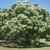 Catalpa speciosa - large tree in bloom