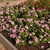 Compact plants covered in pink flowers with darker eyes