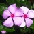 close up of 2 pink, pinwheel flowers with dark pink eyes.