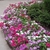 A mixed border of colorful, compact cultivars.