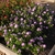 Compact; lavender flowers with large white eye