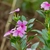 Leafy shoots bearing pink flower. Flower profile shows long tube