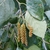 Catkins in August in Seashore State Park, Delaware