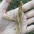 Catkins in November in Santa Clara County California