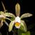 Cattleya forbesii ‘Prazer’