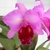 Pair of classic purple corsage orchids with frilly dark lip