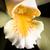 Cattleya forbesii ‘Prazer’