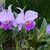 Purple corsage orchids with frilly dark lips