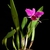 Form