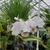 White flowers and green leaves on wood in a greenhouse