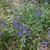 Caryopteris mongholica Form in July
