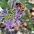 Caryopteris Incana Flower closeup in September