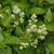 Ceanothus americanus