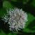 Ceanothus americanus