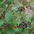 Ceanothus americanus