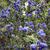Ceanothus thyrsiflorus