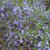 Ceanothus thyrsiflorus