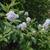 Ceanothus x delilianus