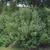Ceanothus x delilianus