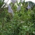 - Ceanothus x pallidus 'Marie Simon' -form