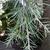 Cedrus deodara